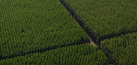 Selo FSC de Manejo Florestal